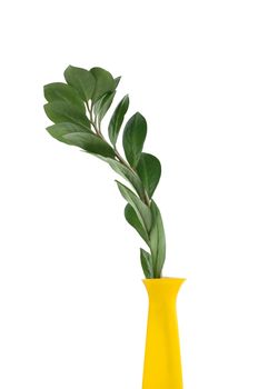 High yellow vase with green leaves branch on white background. Isolated with clipping path