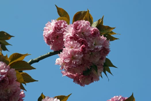 Japanese cherry blossoms