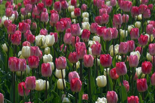 Tulips in full bloom