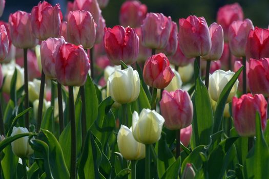 Tulips in full bloom