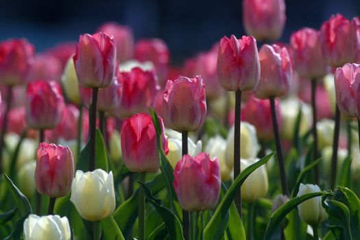 Tulips in full bloom