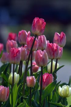 Tulips in full bloom