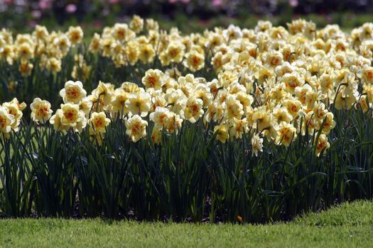 Daffodils
