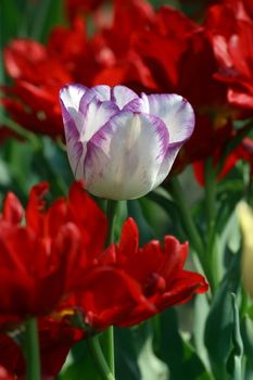 Tulips in full bloom