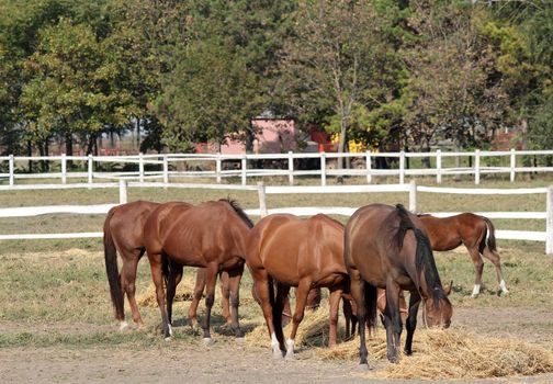 herd of horses eat hay on farm