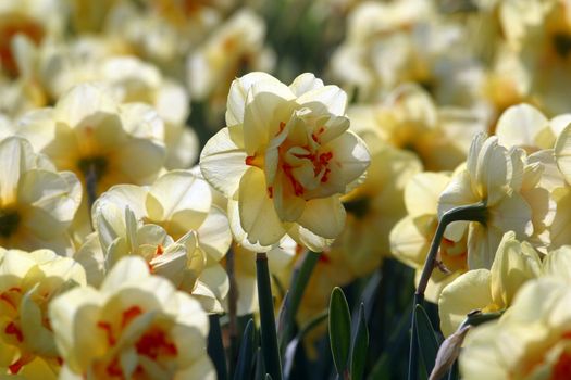 Daffodils