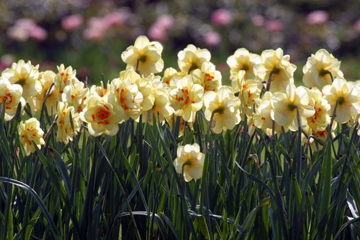 Daffodils