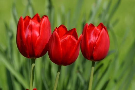 Red tulips in spring