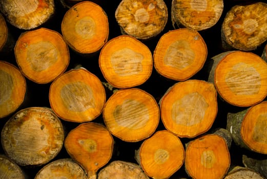 Cut tree logs in a pile. Background made of cross-sections of trees.