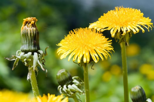 Two yellow dandelions on a green background
