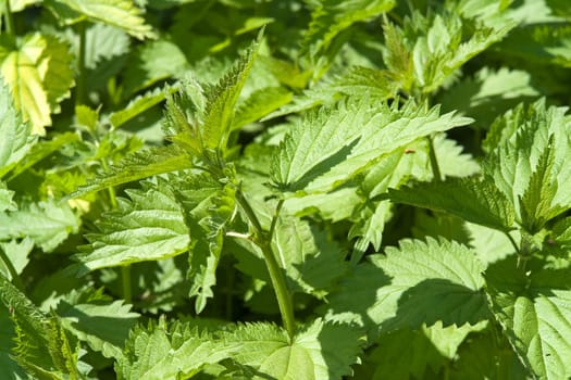 Summer background. Green nettle close up.