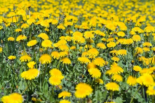 Summer background. A yellow meadow with dandelions.