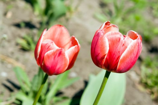 Two red tulips on a bed.