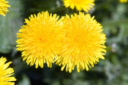 Two yellow dandelions on a green background