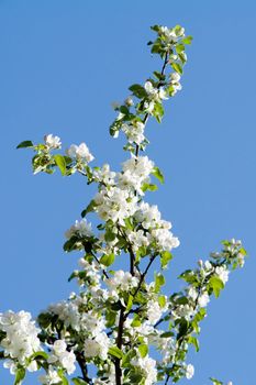 Spring. Blossoming apple-tree against the blue sky.