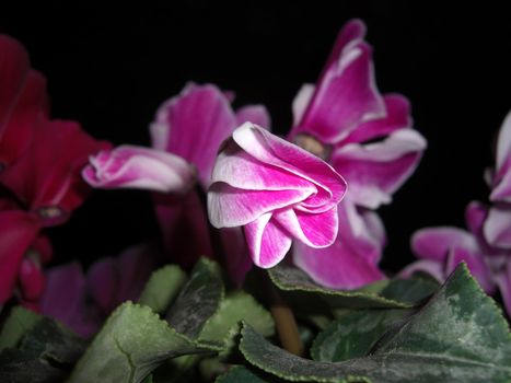 bright bicoloured flowers of cyclamen