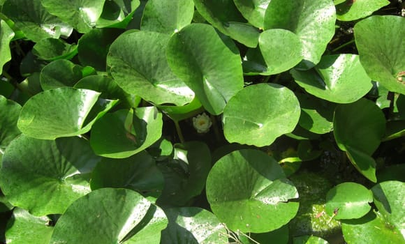 lily pads and a tiny water lily bud in a garden pond