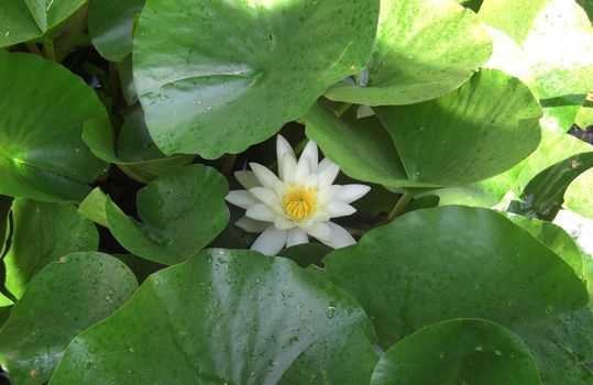 lily pads and a white water lily blossom with yellow pollen in a garden pond. 
The botanical denomination is Nymphaea alba
