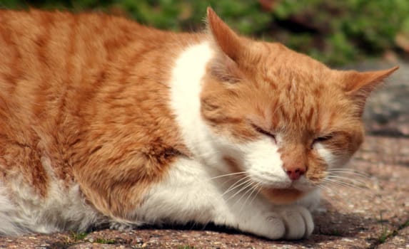 A cat sleeping outside in the sun.