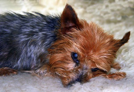 A dog trying to sleep on a rug