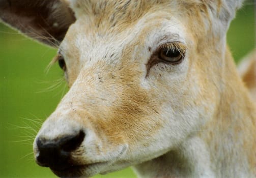 A close up of a deer in a safari park