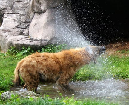 Hyena shaking off the water