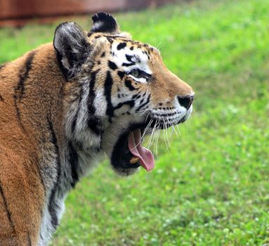 A tiger yawning. Head shot with tongue.