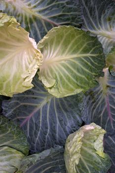 Savoy cabbage leaves arranged in a pattern