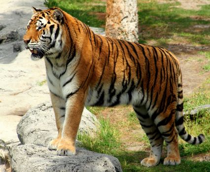 Tiger standing on a rock