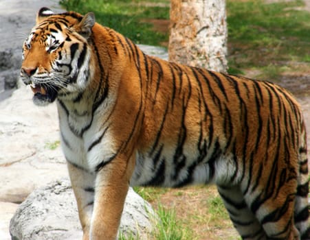 Tiger standing on a rock