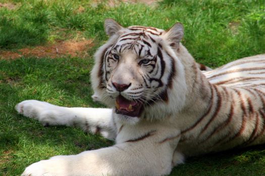 A White Tiger laying down
