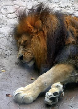 A sleeping lion head and paws shot.
