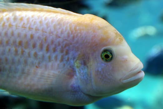 A Fish Swimming in a Big Tank