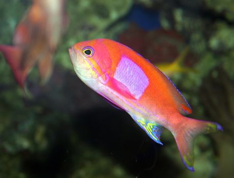 A Fish Swimming in a Big Tank