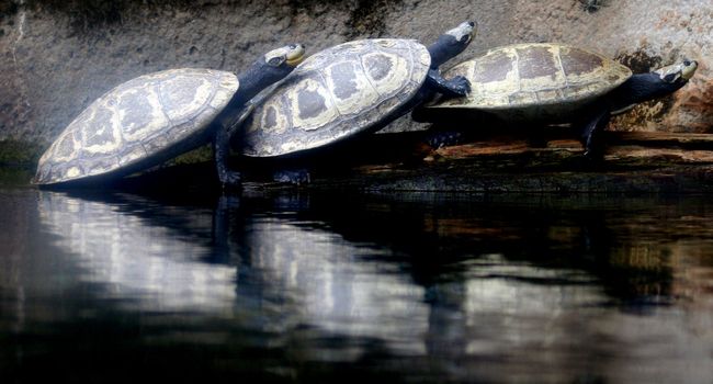 3 Tortoises on top of each others backs