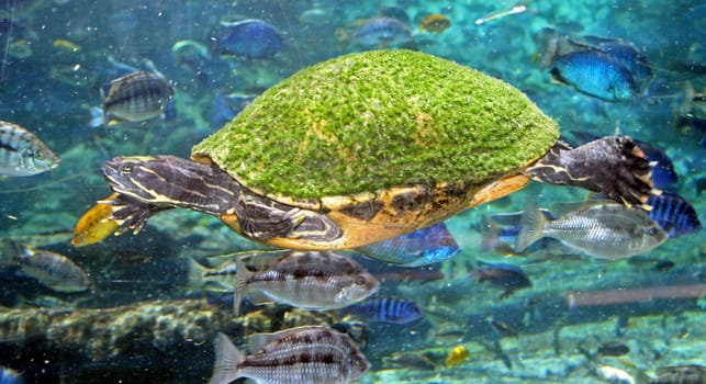 Turtle swimming through the water