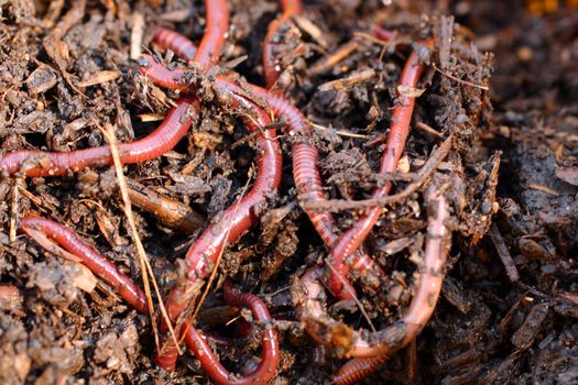 red worms in compost - bait for fishing 