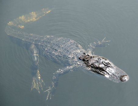 An alligator swimming in a lake