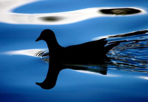 The silhouette of a bird on a lake.