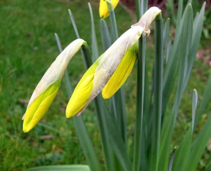 diagonal daffodil buds in the garden