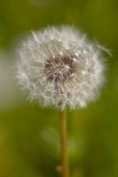 Dandelion seed head.the year field flower.