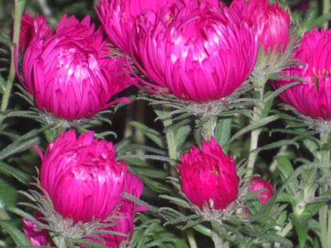 intense luminescent pink asters, Florist's Daisy. Bot.denomination = Dendranthema grandiflorum. 
Any of numerous, mostly Eurasian plants of the genus Chrysanthemum in the composite family, many of which are cultivated as ornamentals for their showy radiate flower heads