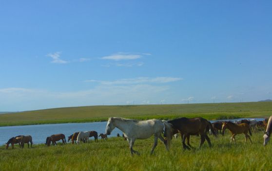 Photo of herd of horses on a watering place