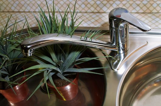 Green indoor plants in a kitchen sink