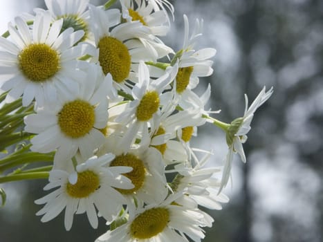 The image of a bouquet of camomiles on a dark background of a wood