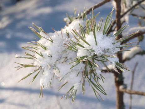 Snow in spruce tree, closeup with sunlight