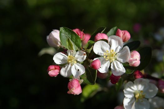 Close up of fruit flowers in the earliest springtime