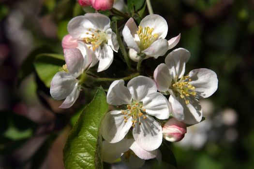 Close up of fruit flowers in the earliest springtime