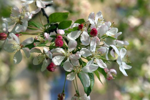 Close up of fruit flowers in the earliest springtime