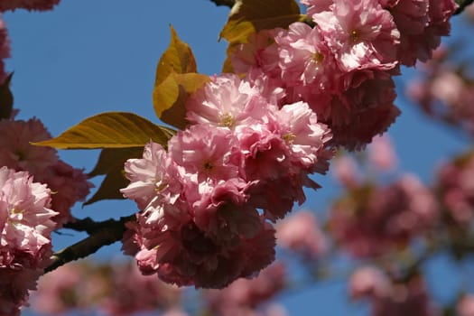 Japanese cherry blossoms